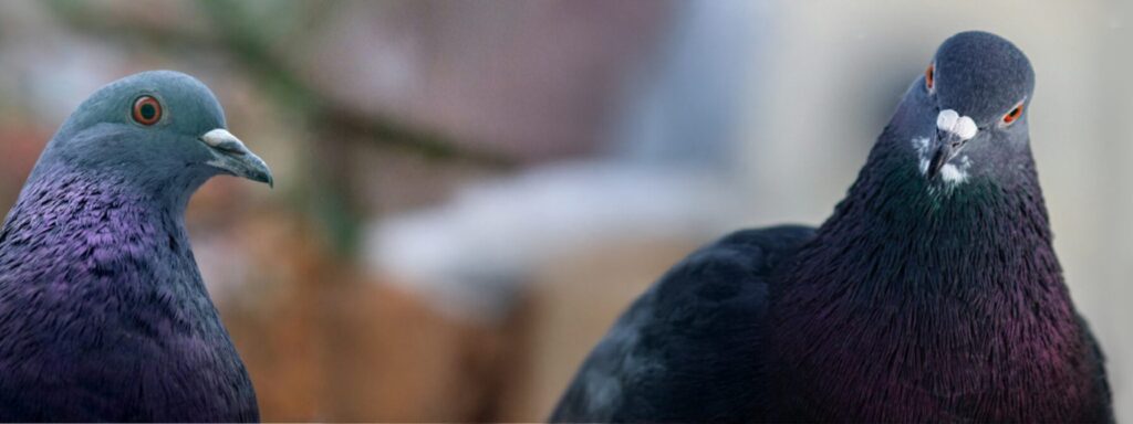 Jak budować bazę klientów – porównanie skuteczności gołębi pocztowych, e-maila i SMS