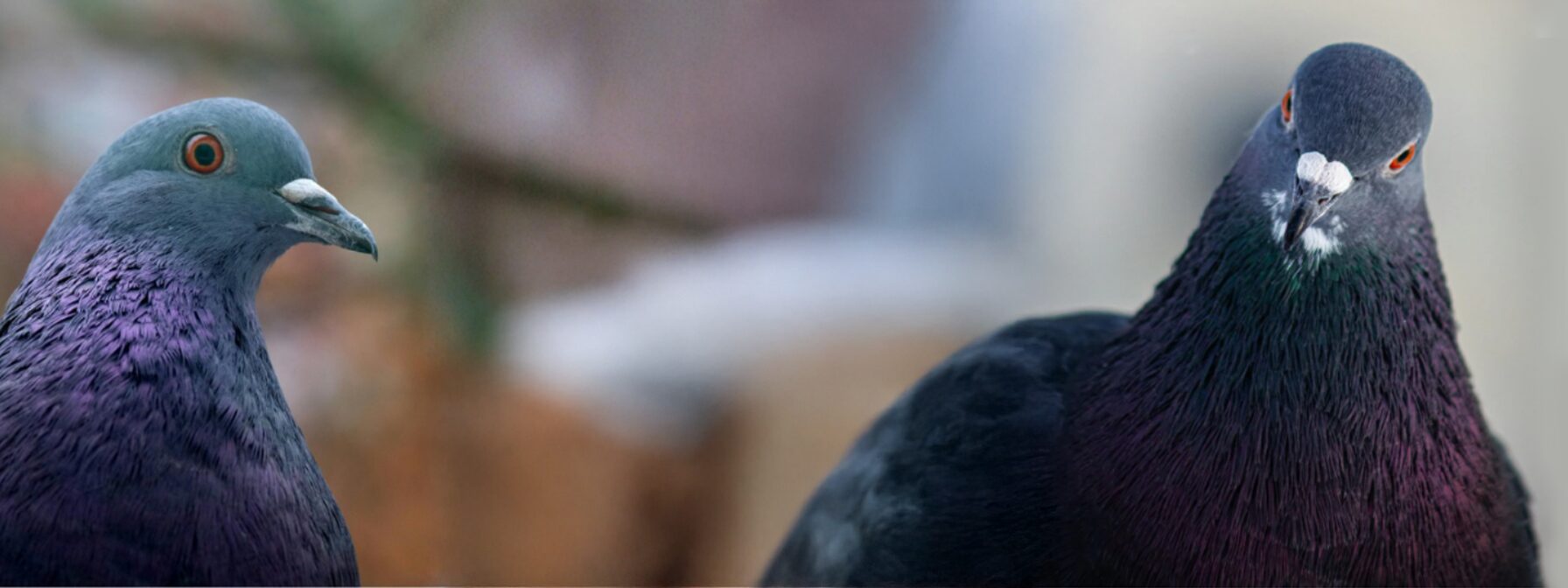 Jak budować bazę klientów – porównanie skuteczności gołębi pocztowych, e-maila i SMS